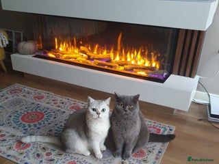 British Shorthair cats - Advert 5