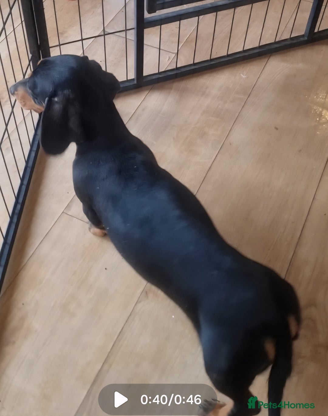 Dachshund dogs for sale: Removing our beautiful little girl  - Advert 5