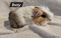 Guinea Pig rodents for sale: Baby sheltie and texel guineapigs  - Advert 13