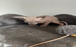 Sphynx cats for sale: Amazing colour Sphynx - Image 37