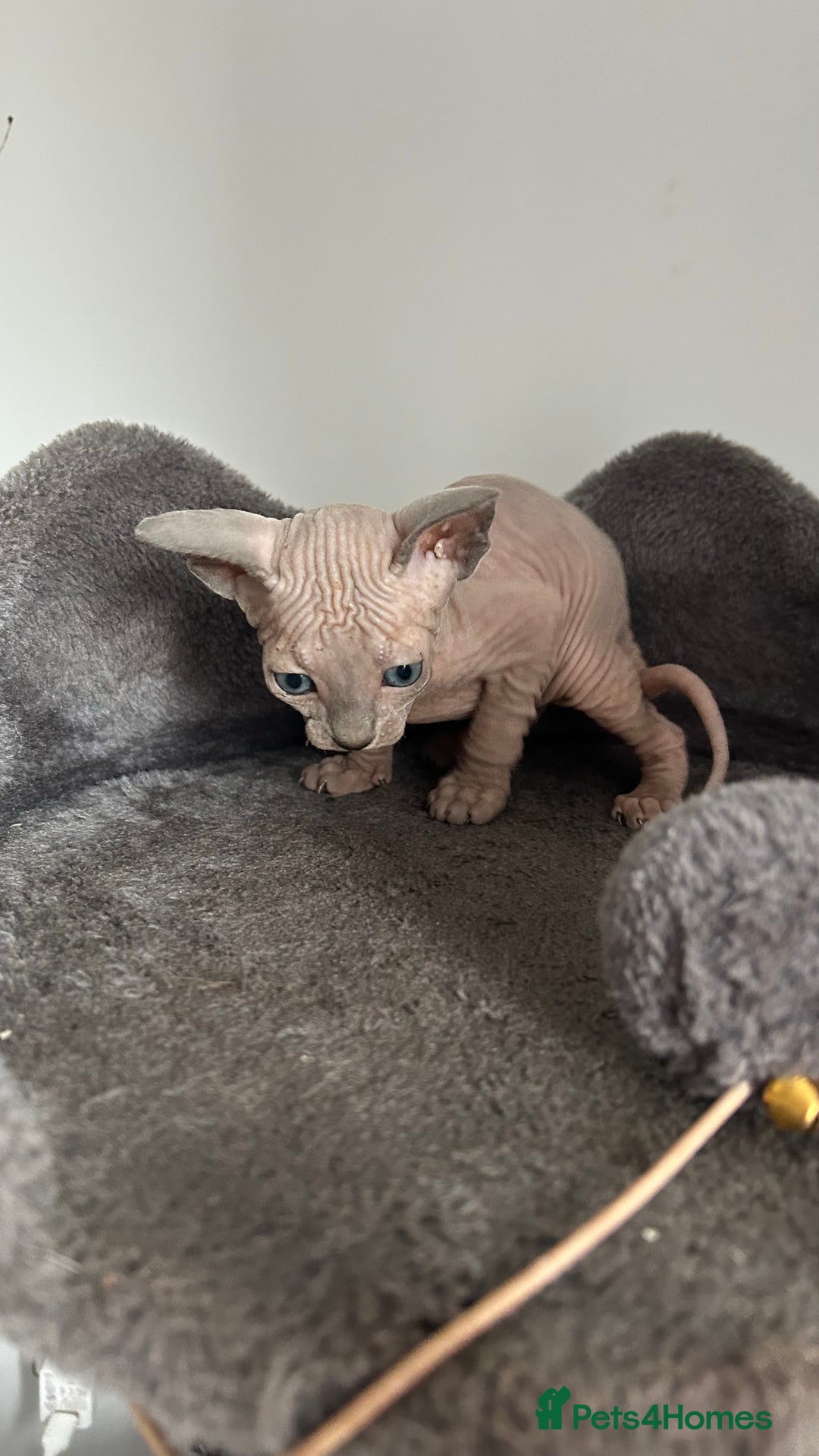 Sphynx cats for sale: Amazing colour Sphynx - Image 37
