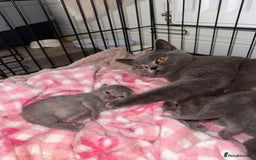 British Shorthair cats for sale: Kittens for sale - Image 7