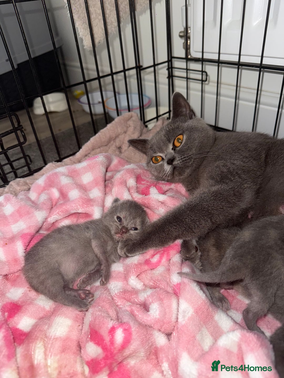 British Shorthair cats for sale: Kittens for sale - Image 7