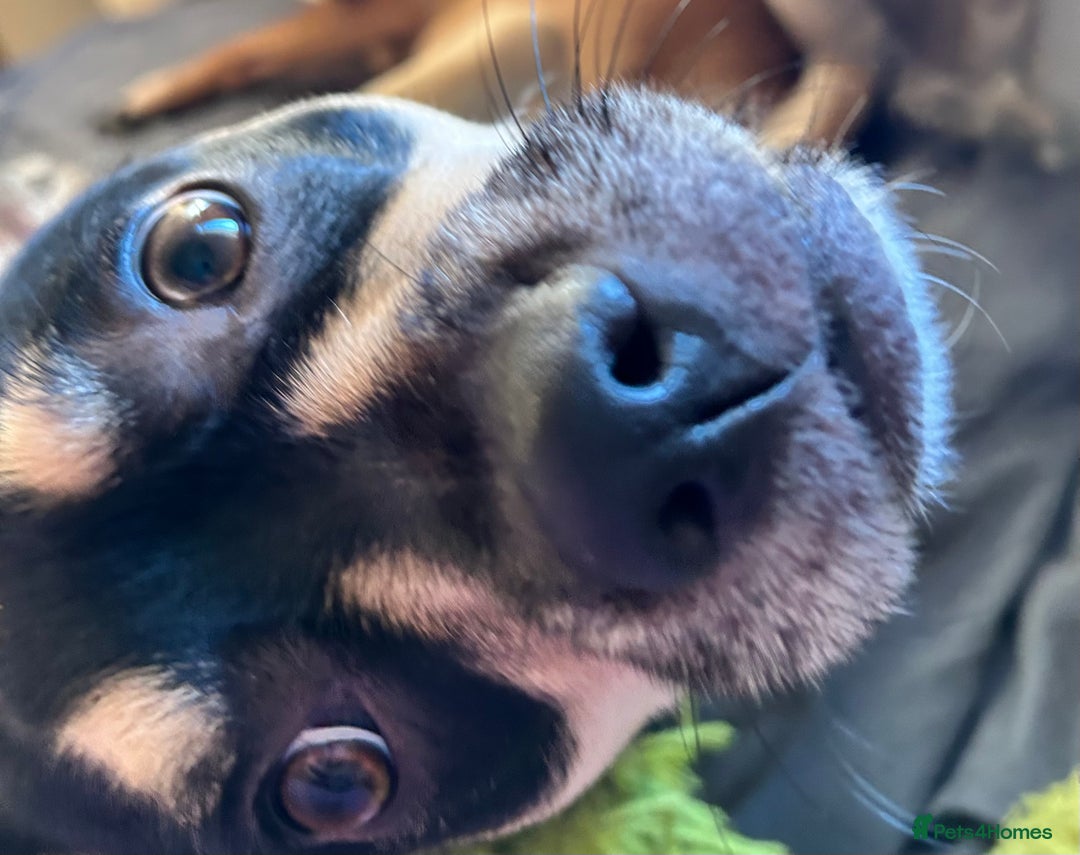 Mixed Breed dogs for sale: 10 mth old female Jack Russell/ Husky for sale - Advert 6