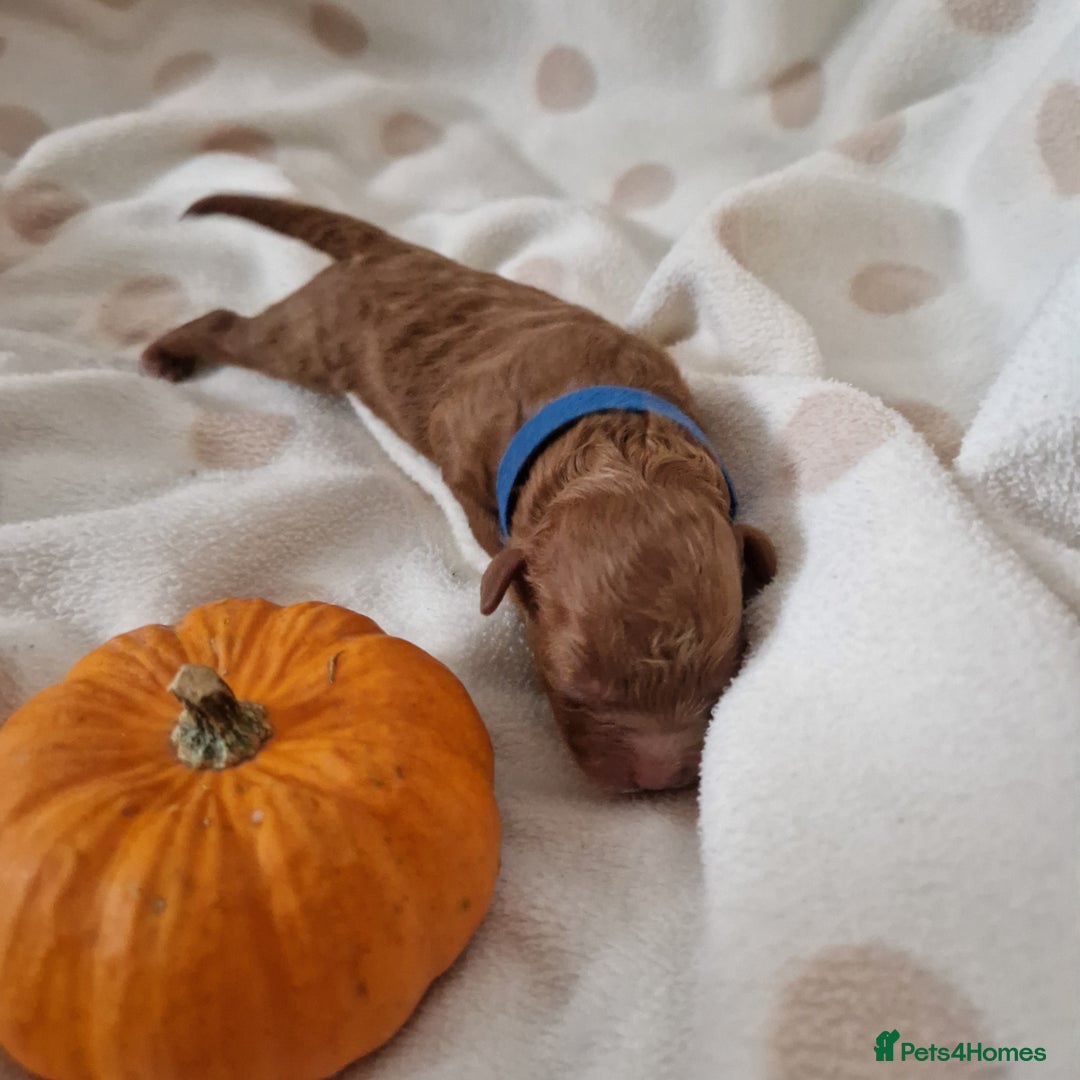 Maltipoo dogs for sale: 🐾✨️Beautiful Maltipoo Pups ready in December!🐾✨️ - Image 15