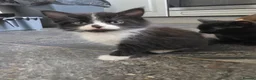 Mixed Breed cats for sale: Mixed breed kittens in East Grinstead - Advert 2