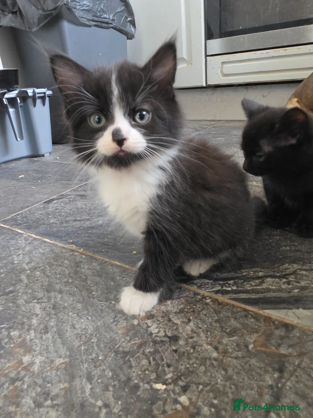 Mixed Breed cats for sale: Mixed breed kittens in East Grinstead - Advert 2