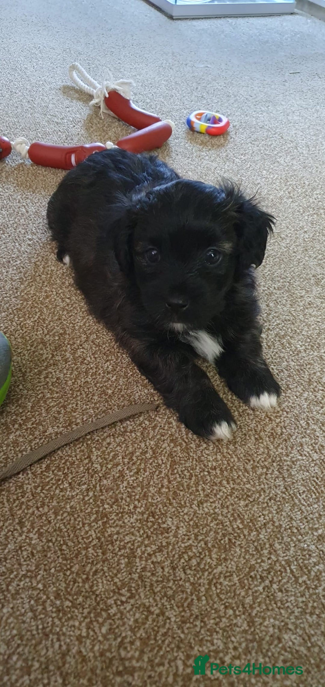 Mixed Breed dogs for sale: Maltipoo cross Westie  - Image 5