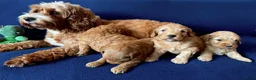 Cockapoo dogs for sale: Cockapoo puppy's from health checked parents - Advert 14