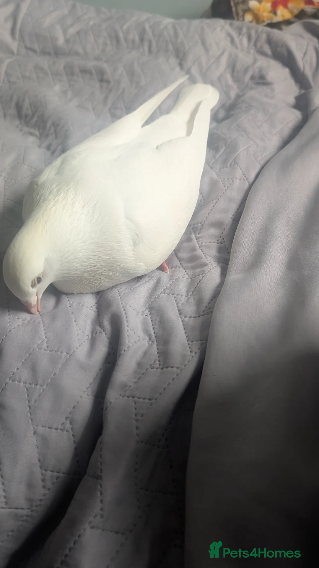 Pigeons birds for sale: White pigeon in Slough - Advert 2