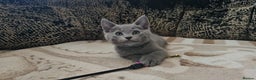 Russian Blue cats for sale: **TICA full pedigree Russian Blue kittens - Advert 20