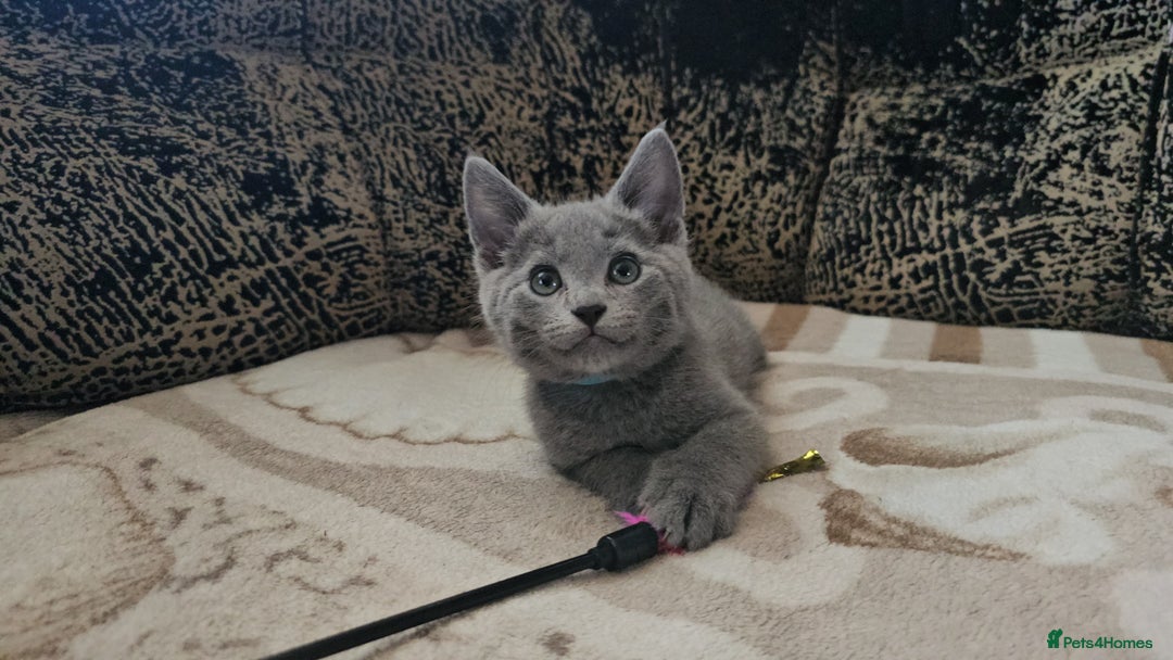 Russian Blue cats for sale: **TICA full pedigree Russian Blue kittens - Image 26