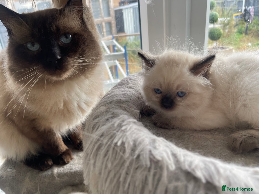 Ragdoll cats for sale: 🌟 Stunning Ragdoll Kittens 🌟 - Image 7