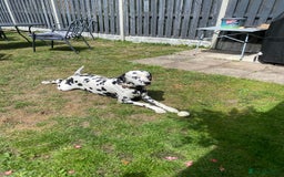 Dalmatian dogs for stud: Milo  - Image 13