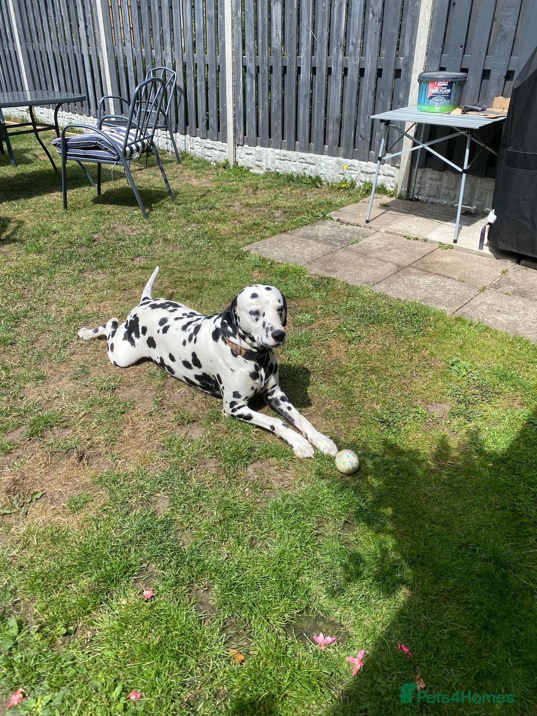 Dalmatian dogs for stud: Milo  - Image 13