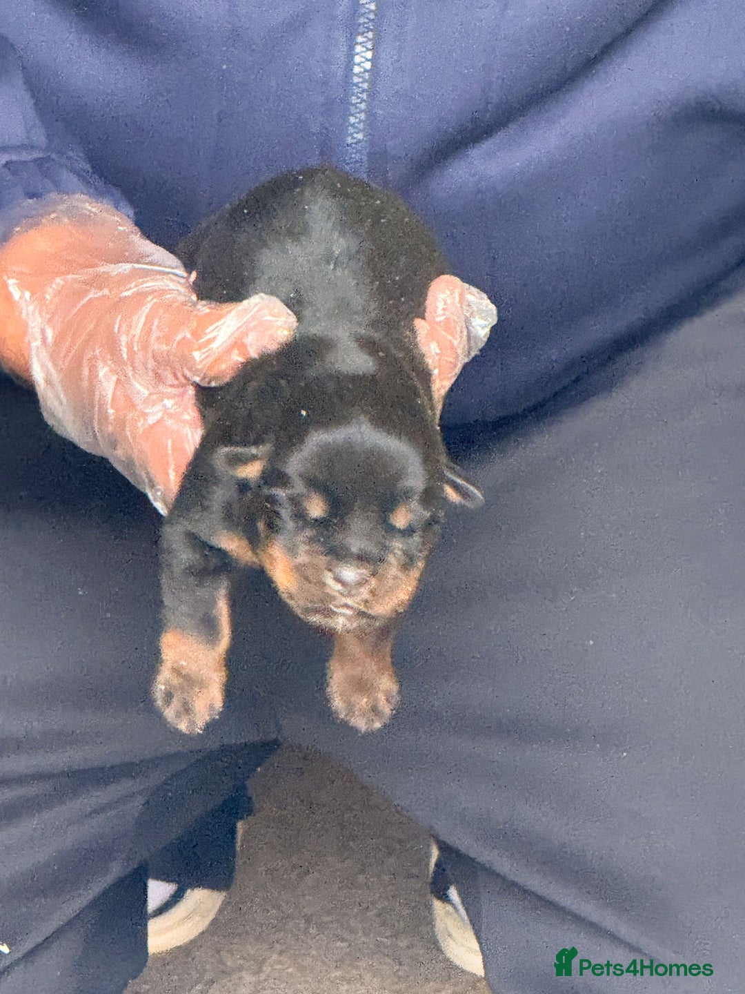 Rottweiler dogs for sale: Top quality kc pups for sale timitor X edelstein - Advert 4