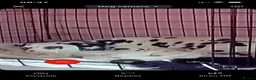 Dalmatian dogs for sale: Stunning Litter of Dalmations - Advert 5