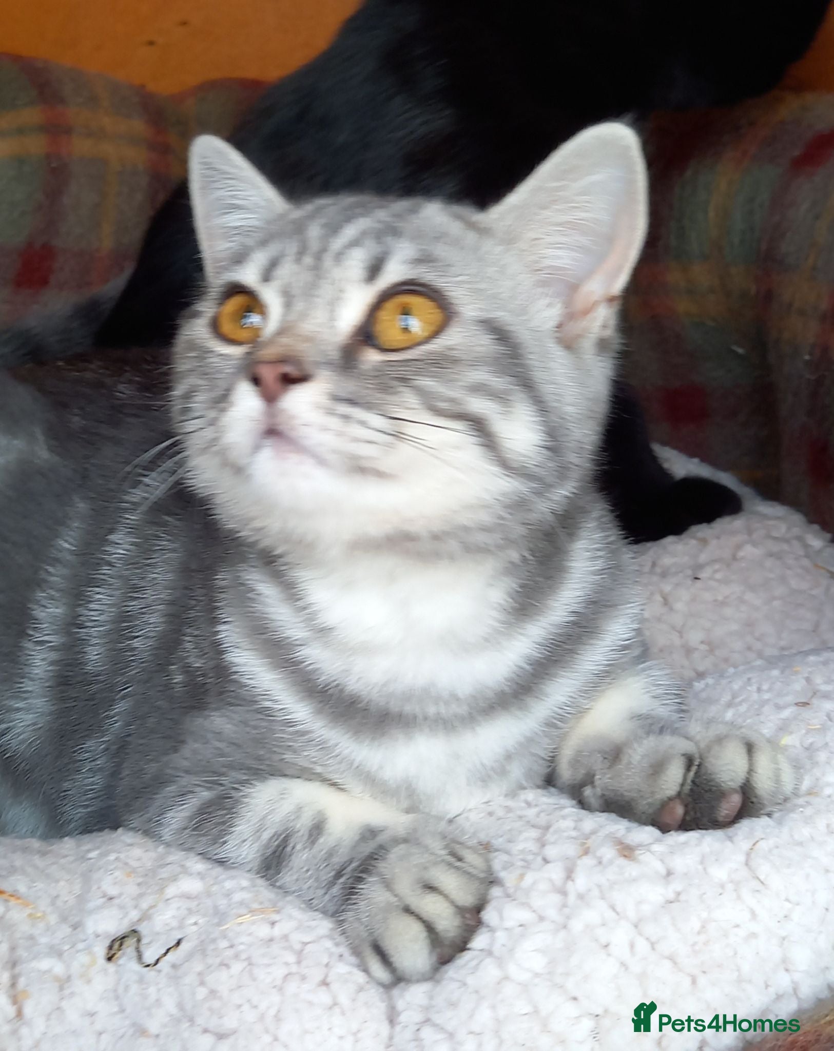 British Shorthair cats Super GCCF registered kittens  - Advert 1