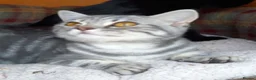 British Shorthair cats for sale: Super GCCF registered kittens  - Advert 1