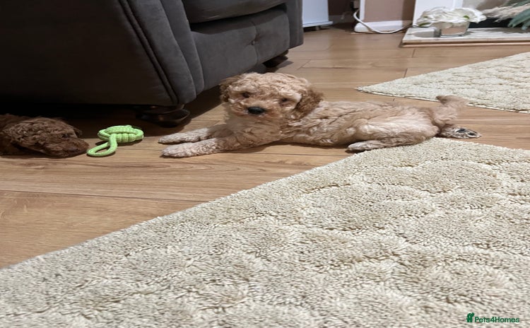 Cavapoo dogs - Advert 3