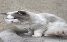 Ragdoll cats for sale: Chunky Quality EU Ragdoll babies - Image 19