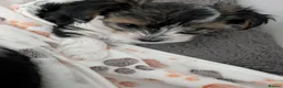 Biewer Terrier dogs for sale: Biewer terrier puppies x 2 boys - Advert 9