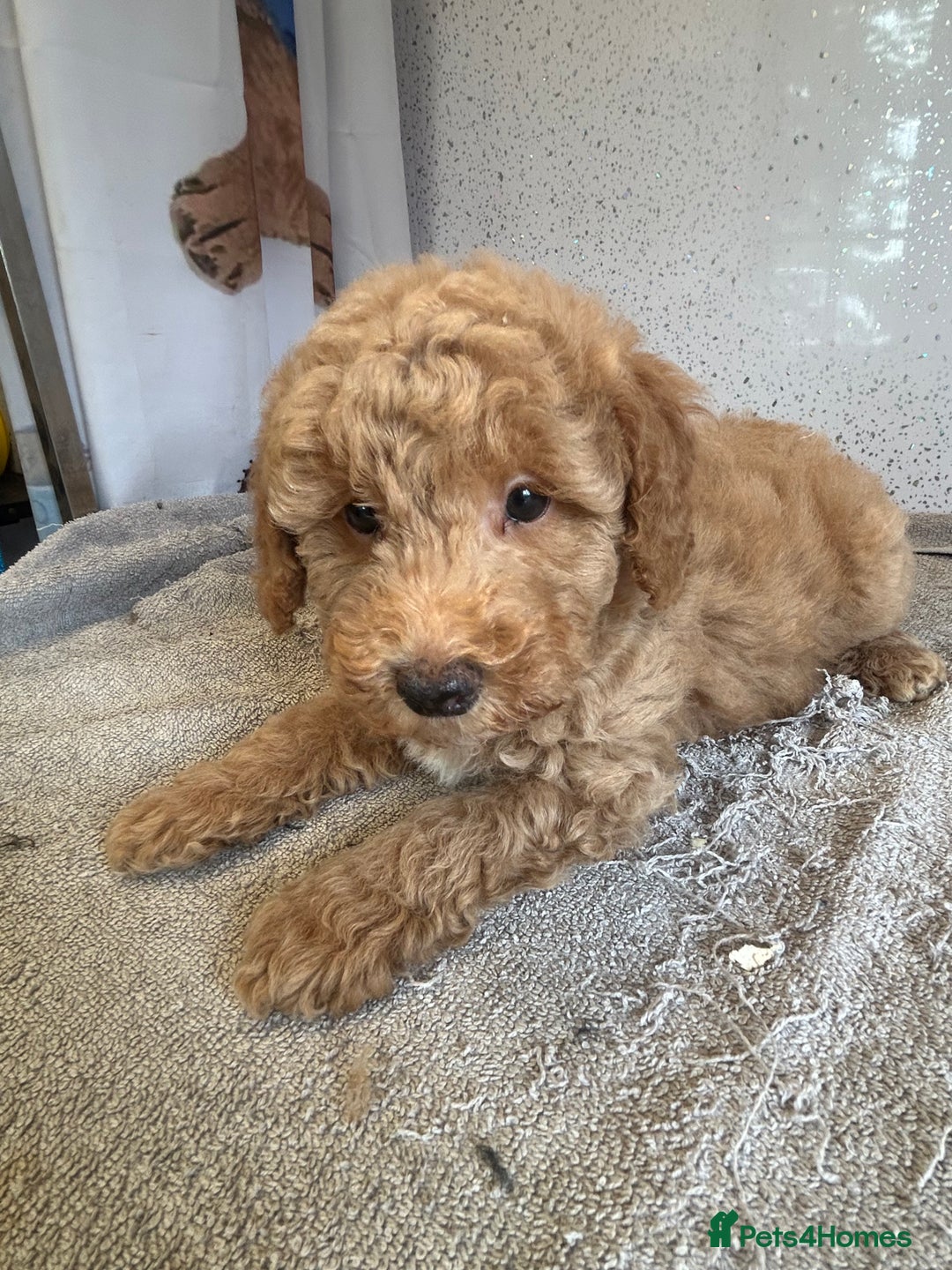 Shihpoo dogs for sale: Stunning shihpoo puppies - Image 6