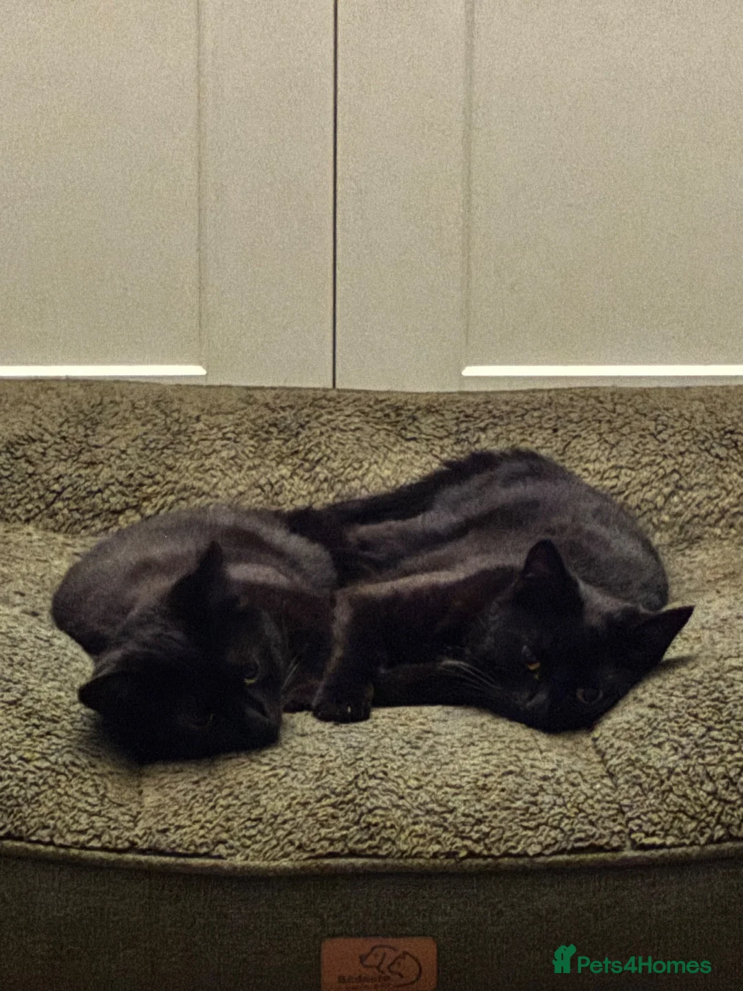 Domestic Shorthair cats for sale: Two bonded black cats  - Advert 2