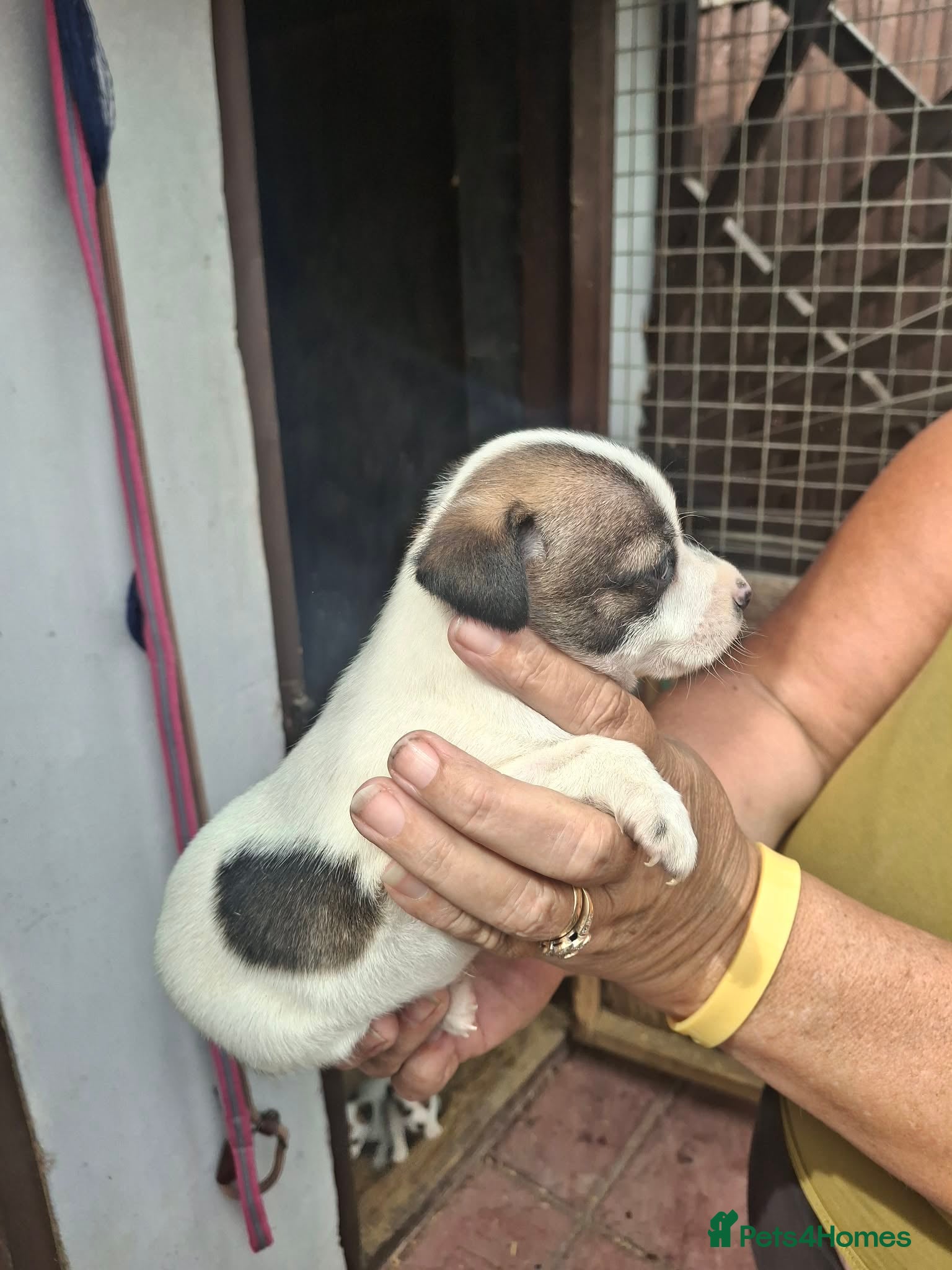 Jack Russell dogs for sale: Jack Russell puppys in Enfield - Advert 12