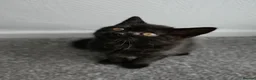 British Shorthair cats for sale: GCCF registered Black British Shorthair Kitten - Advert 6