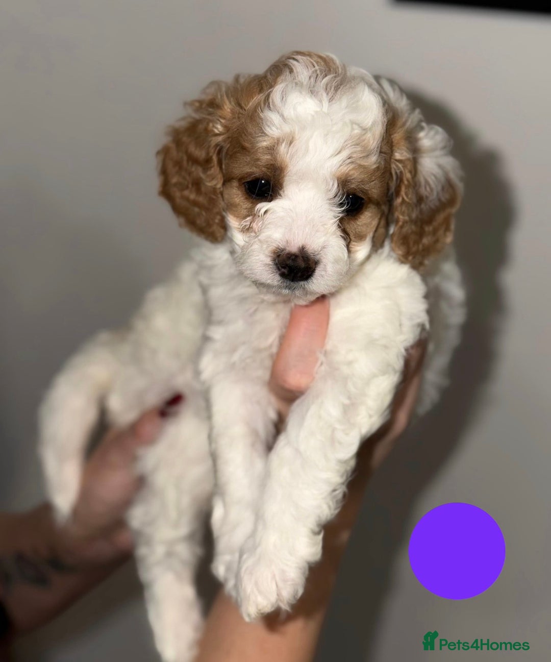 Cavapoo dogs for sale: Stunning Cavapoochon’s for sale (2 left) - Advert 3