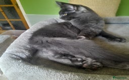 Maine Coon cats for sale: Solid Blue Poly boy 5 Pedigree TICA Maine coon - Image 9