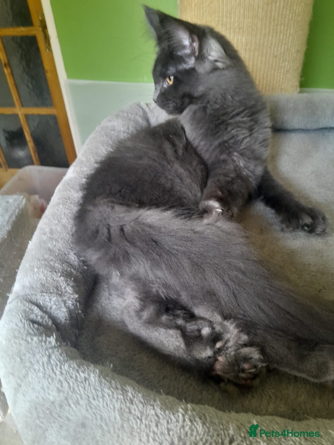 Maine Coon cats for sale: Solid Blue Poly boy 5 Pedigree TICA Maine coon - Image 9