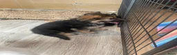 German Shepherd dogs for sale: READY TO GO - German Shepherd Puppies - Advert 3