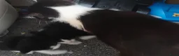 Mixed Breed cats for sale: 2 black and white kittens for sale  in Warrington - Advert 5