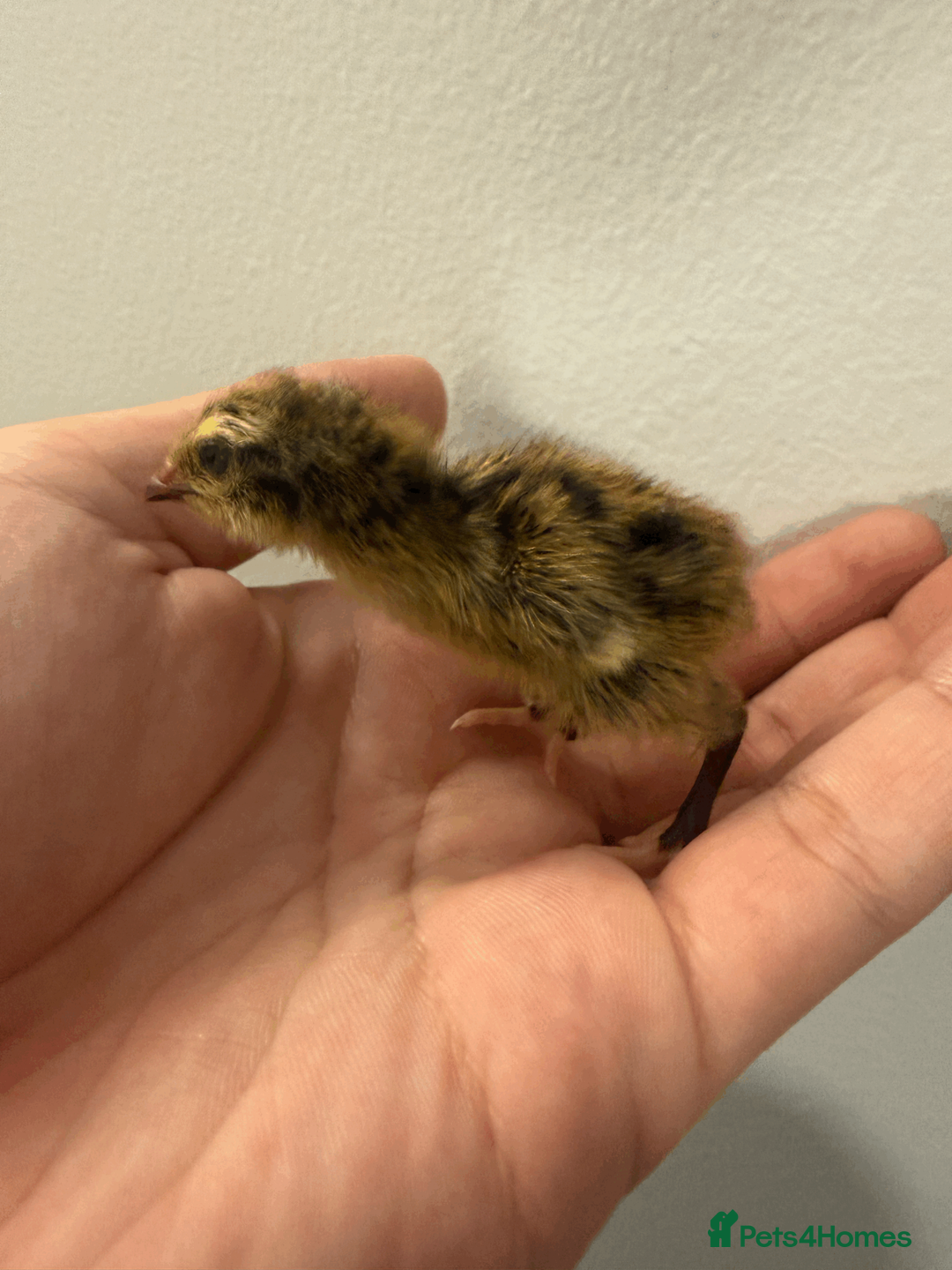 Quail poultry for sale: 4 Quail chicks available, heat plate and 2kg feed - Advert 4