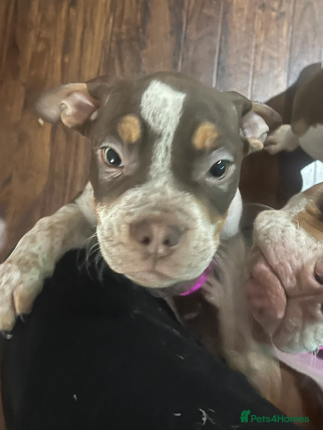 Mixed Breed dogs for sale: Last few remaining looking for forever homes! in Southport - Advert 10