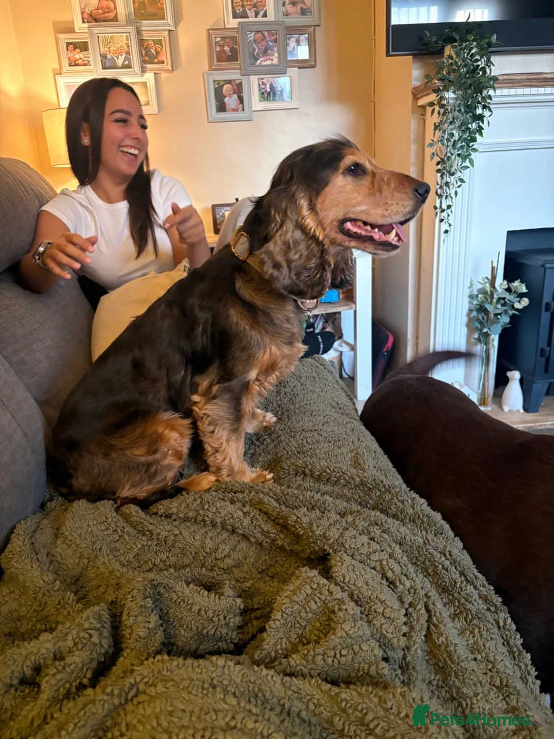 Cocker Spaniel dogs for stud: Lenny in Orpington - Advert 2