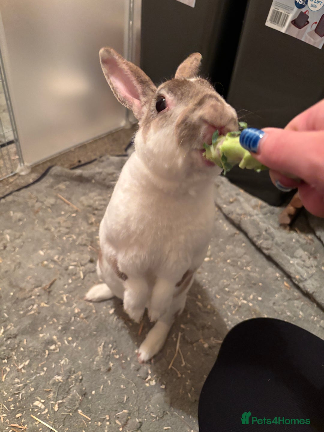 Rex rabbits for sale: Beautiful proven mini Rex doe for sale ✨ - Advert 5