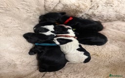 Cocker Spaniel dogs for sale: 🐾 🌼 Helianthmum Working Cocker Spaniels🌼 🐾 - Image 9