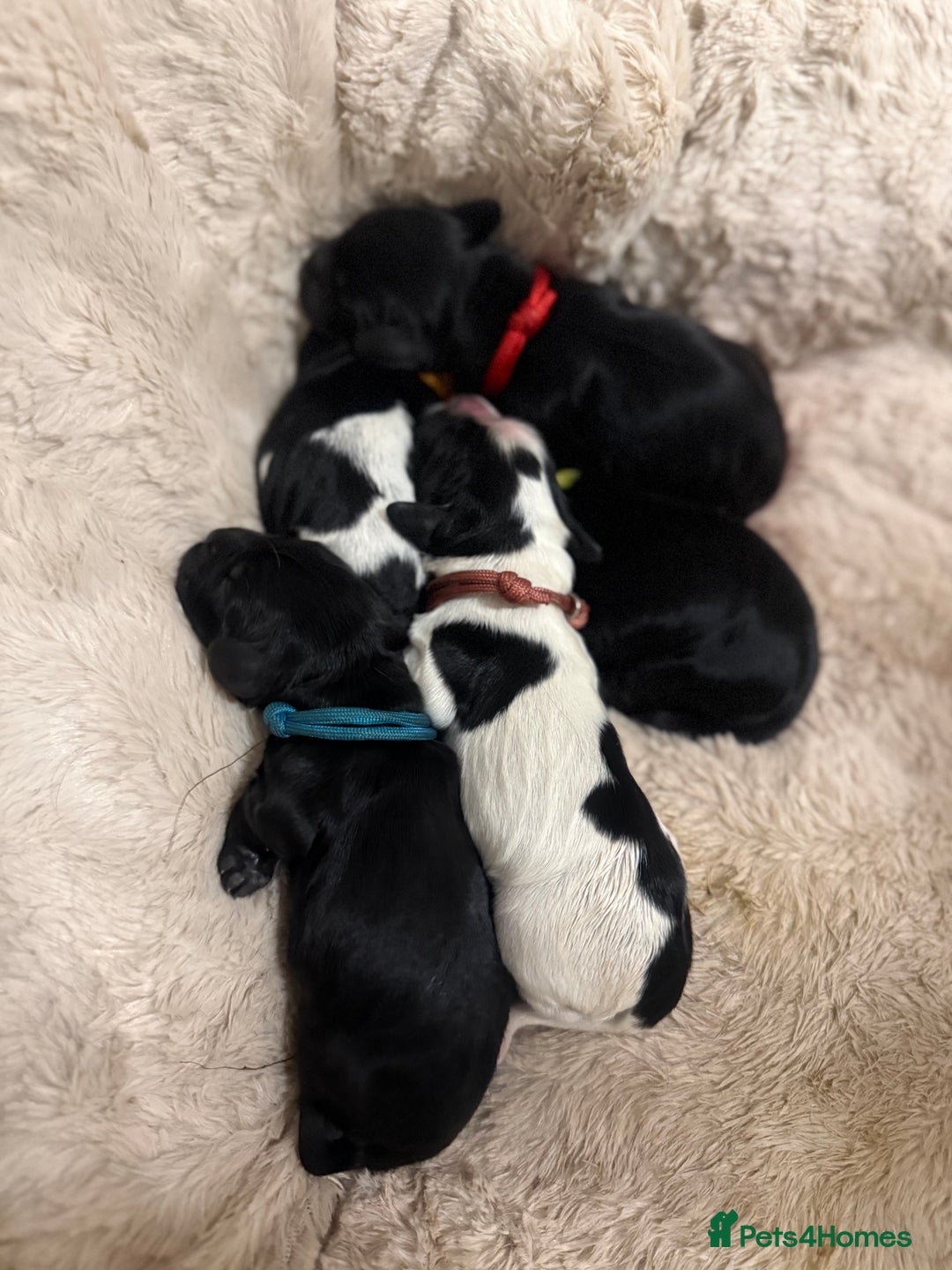 Cocker Spaniel dogs for sale: 🐾 🌼 Helianthmum Working Cocker Spaniels🌼 🐾 - Image 9