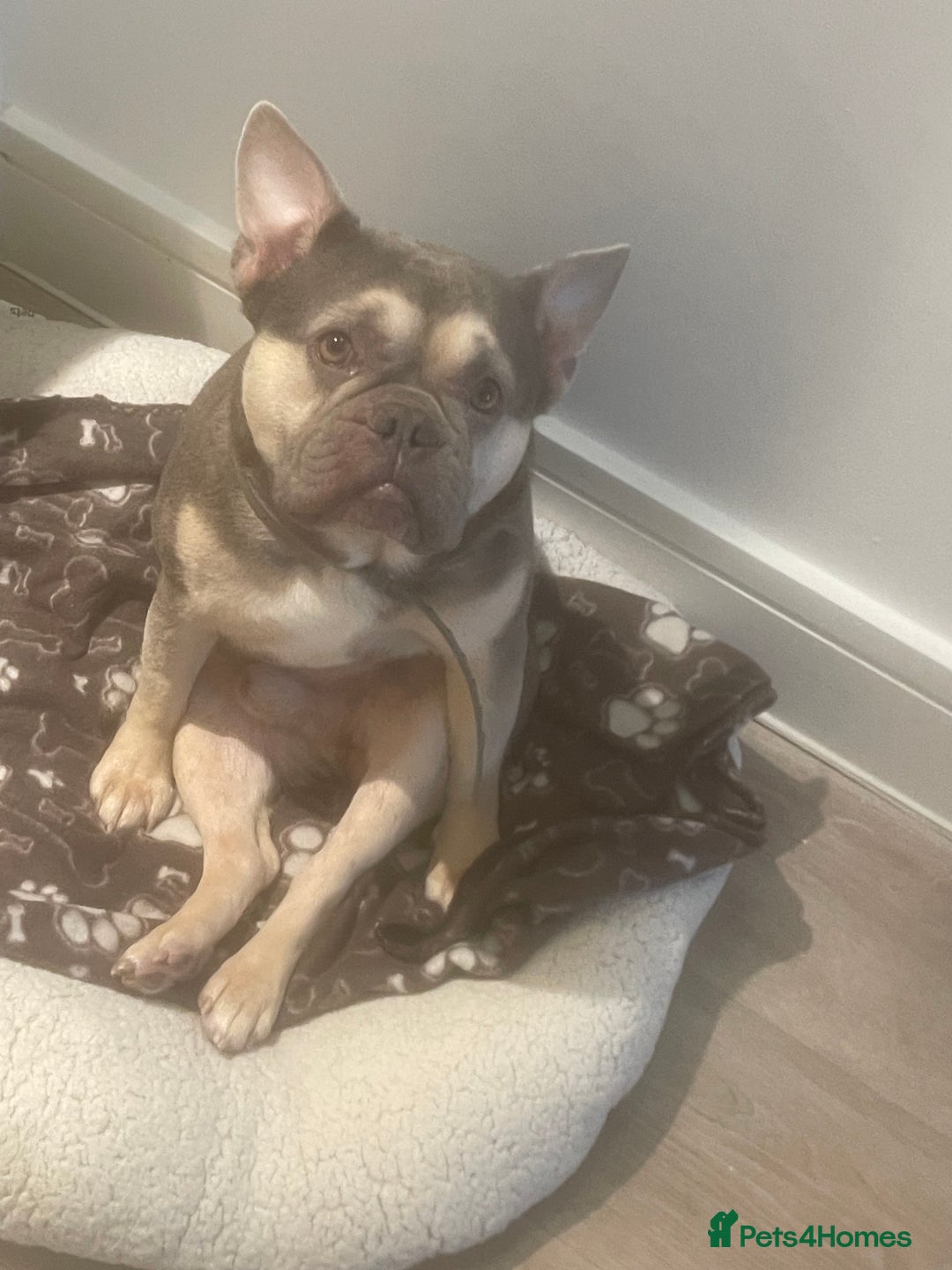 French Bulldog dogs for sale: French Bulldog Looking for a Loving Home – URGENT - Image 6