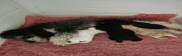 Toy Poodle dogs for sale: Pure Toy Poodle Puppies  in Prestatyn - Advert 2