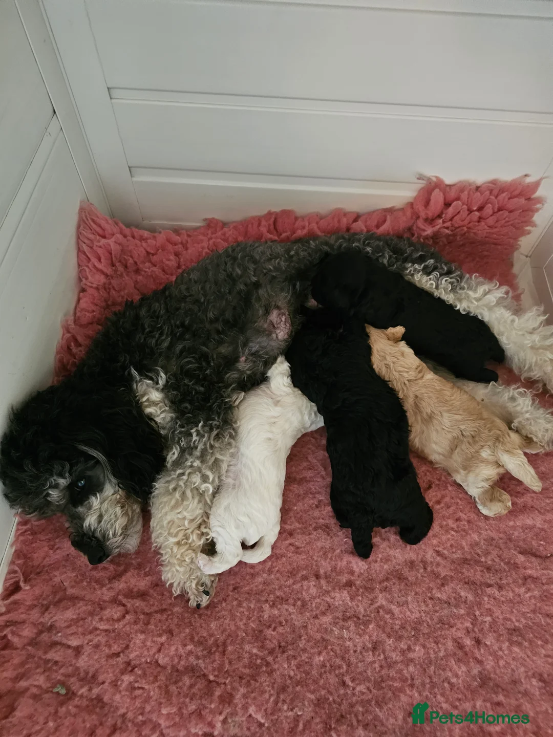 Toy Poodle dogs for sale: Pure Toy Poodle Puppies  in Prestatyn - Advert 2