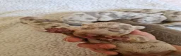 Miniature Dachshund dogs for sale: 5 Miniature Dachshunds  - Advert 9