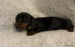 Miniature Dachshund dogs for sale: Miniature dachshund  - Image 3