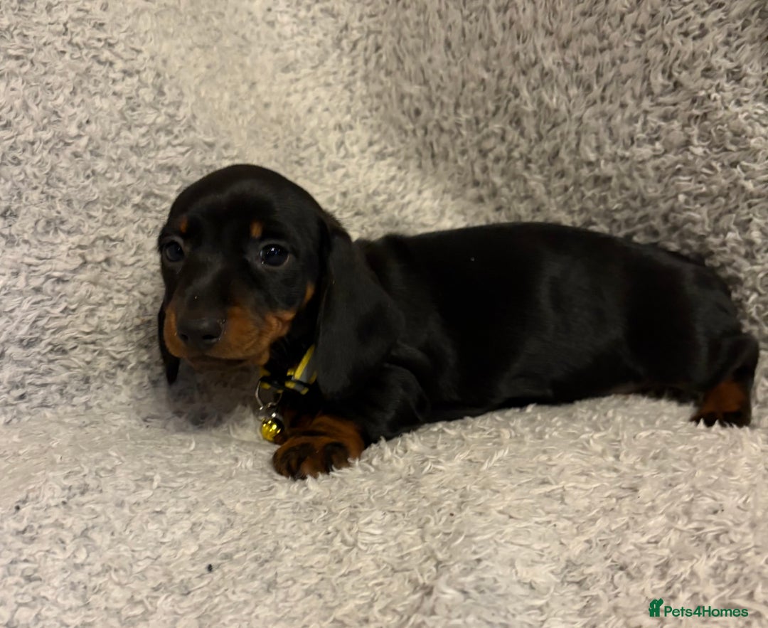 Miniature Dachshund dogs for sale: Miniature dachshund  - Image 3