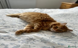 British Longhair cats for sale: Beautiful Ginger Male Cat - Gus - Advert 2