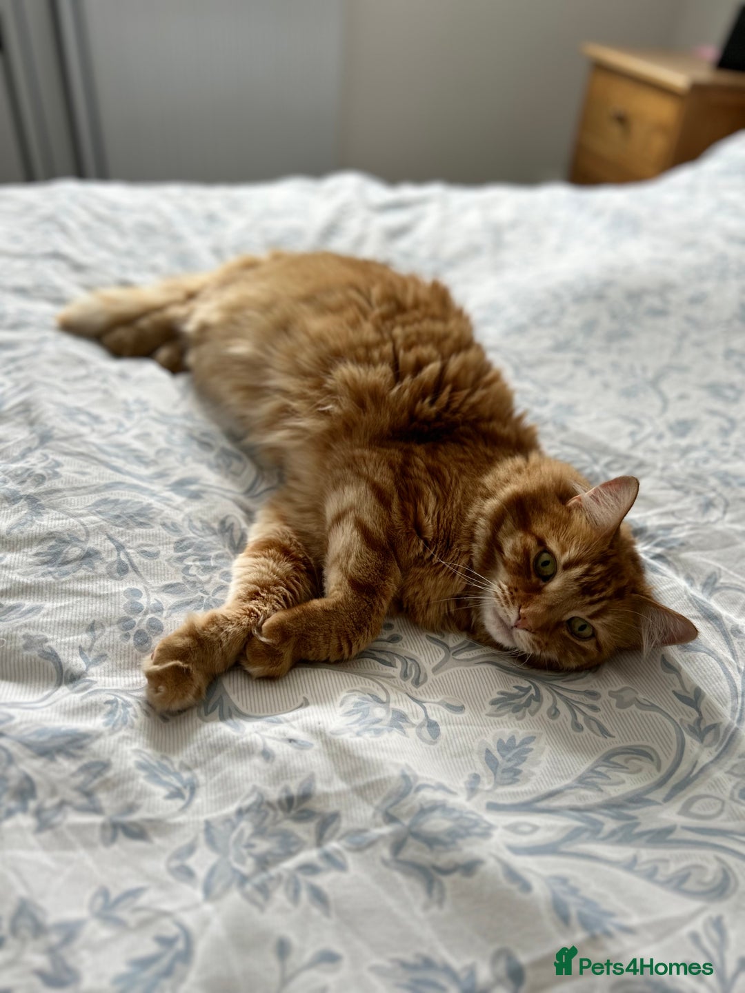 British Longhair cats for sale: Beautiful Ginger Male Cat - Gus - Advert 2