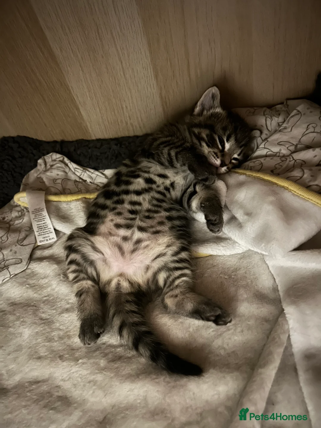 Mixed Breed cats for sale: Beautiful kittens  - Advert 24